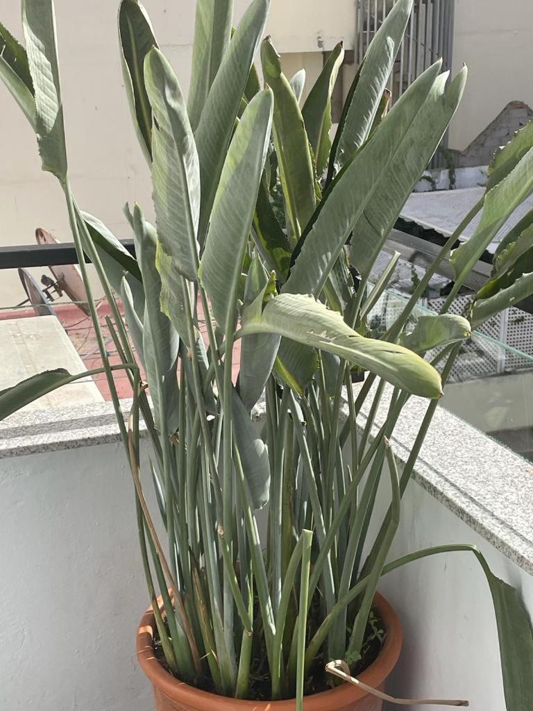 Central, Terrasse, Confortable - Bleue Residence Casablanca Bagian luar foto